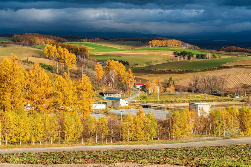 Visit Furano - Japan's Lavender Town